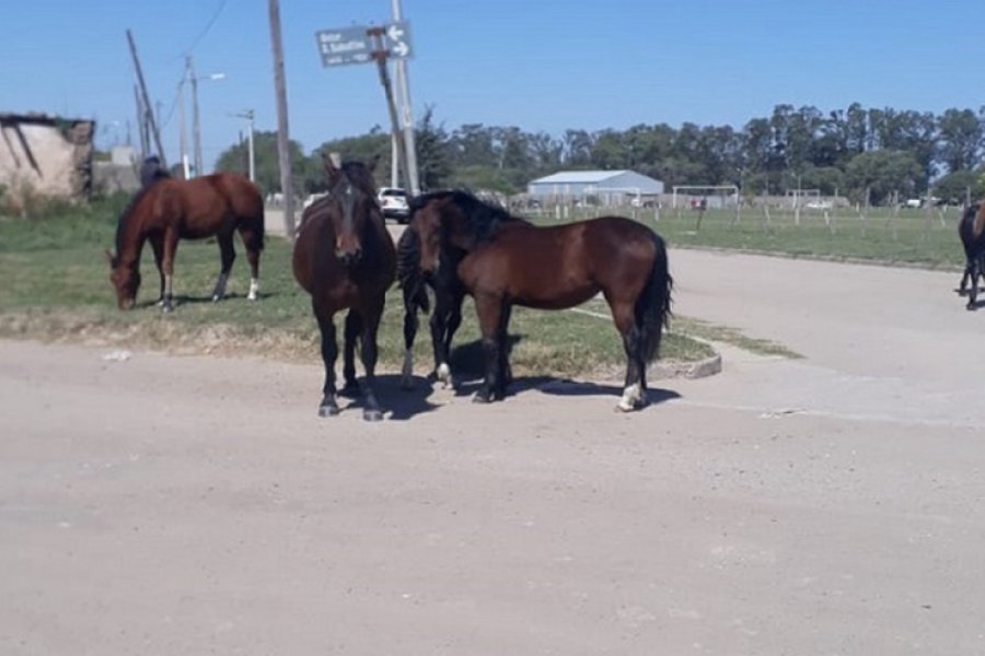 Algunos equinos ya deambulan en tropillas por la ciudad.