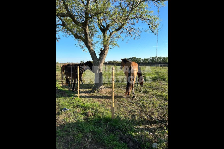 Caballos alojados en los corrales municipales