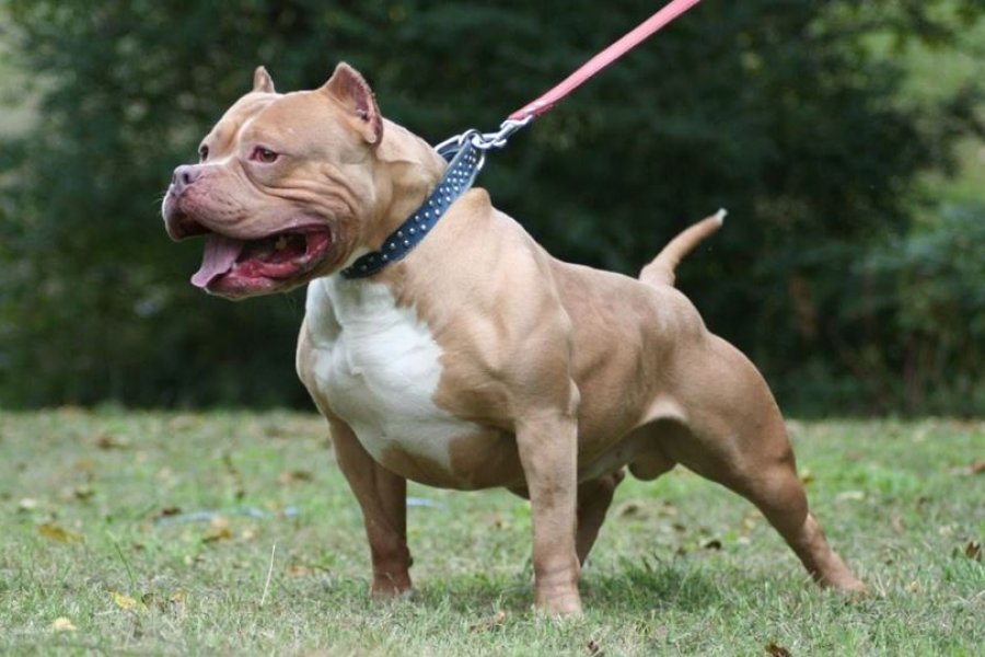 Pitbull, una de las razas consideradas potencialmente peligrosas.
