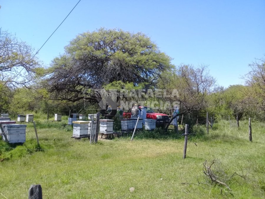 Colmenas por departamentos: San Crist&oacute;bal 95.333, Castellanos 49.247 y Las Colonias 47.619 colmenas.