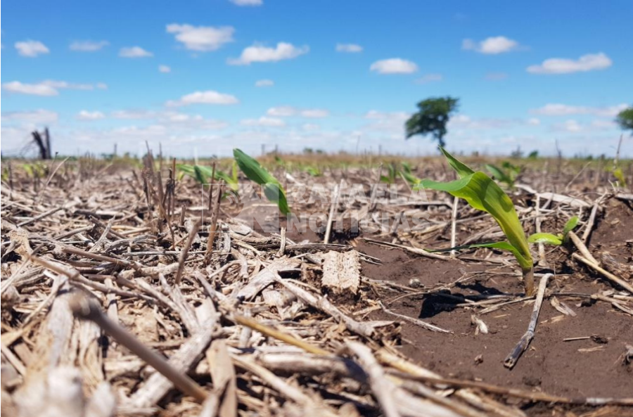 Lote con implantaci&oacute;n reciente de ma&iacute;z, en el centro del departamento Castellanos.