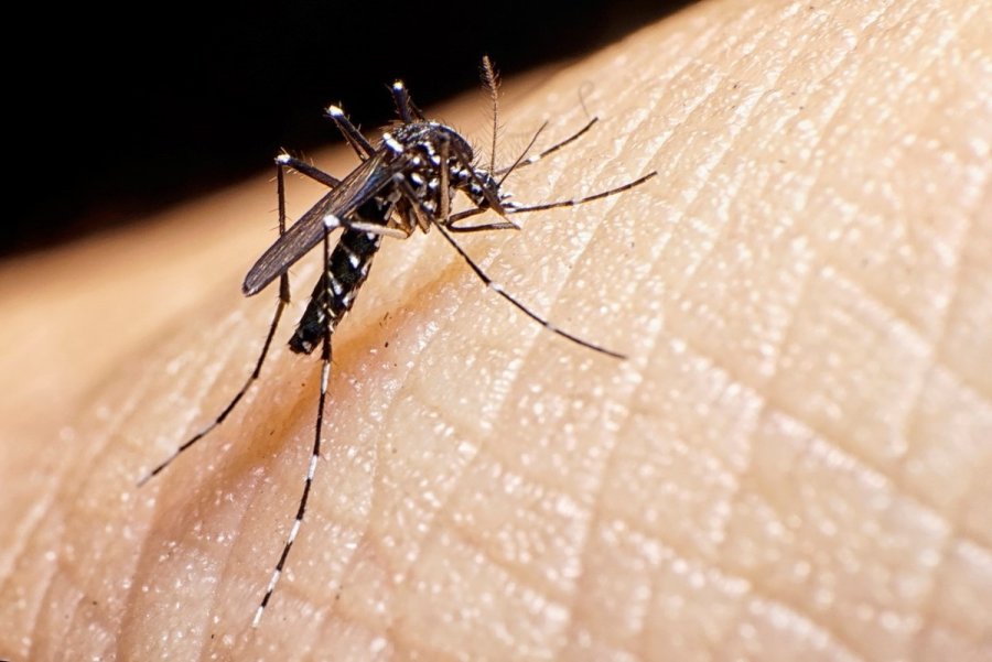 Las autoridades recordaron la importancia del descaharrado para evitar la proliferaci&oacute;n del Aedes Aegypti.