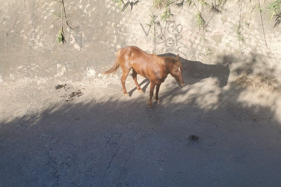 Un caballo cay&oacute; a un canal en Bella Italia