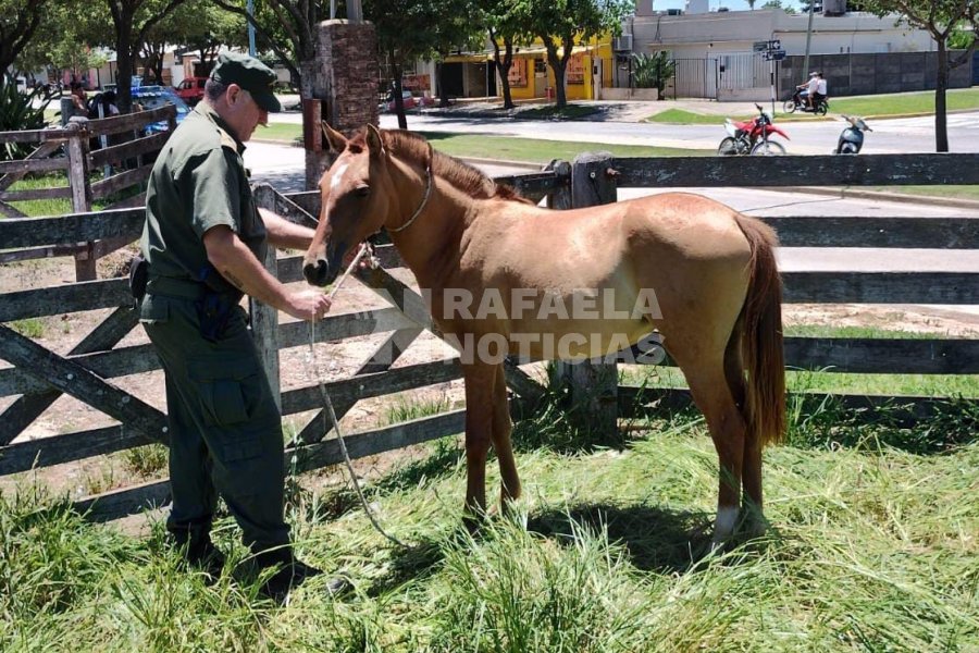Equino encontrado suelto en la v&iacute;a p&uacute;blica.