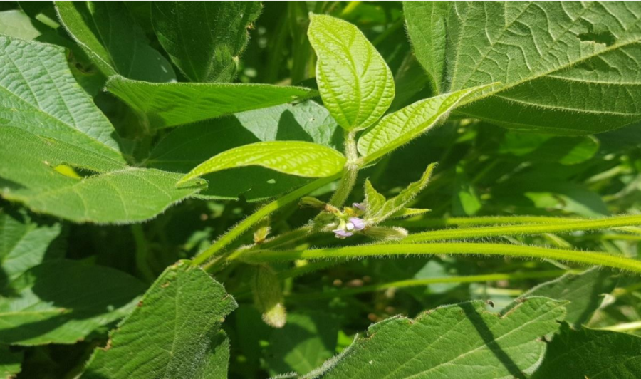 Lote con soja temprana (de primera); en plena etapa de floraci&oacute;n,
en el centro norte del departamento San Mart&iacute;n.