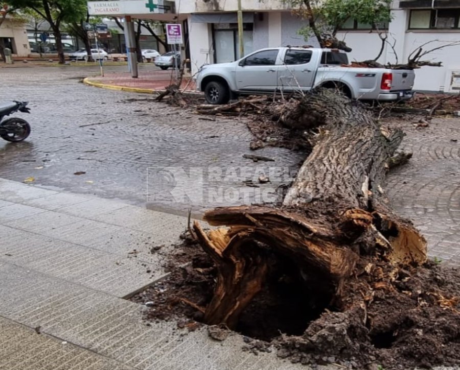 El &aacute;rbol estaba totalmente seco.