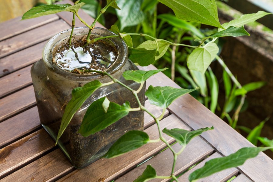 El Gobierno Municipal brinda diferentes recomendaciones para prevenir el dengue