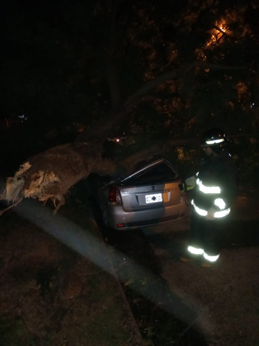 Uno de los autos afectados por la ca&iacute;da de un &aacute;rbol en la ciudad.