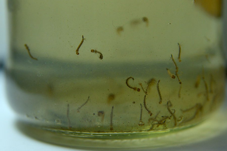 Larvas de Aedes en un recipiente.