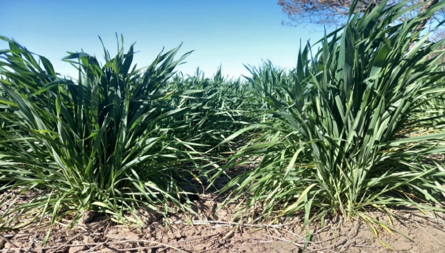 Lote con trigo; muy buen estado, en el centro del departamento Castellanos.
