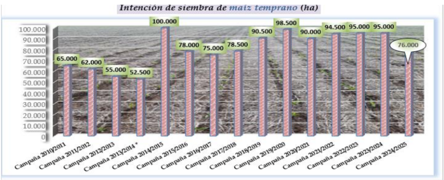 El cuadro refleja la evoluci&oacute;n de la intenci&oacute;n de siembra de ma&iacute;z temprano en cada campa&ntilde;a agr&iacute;cola.