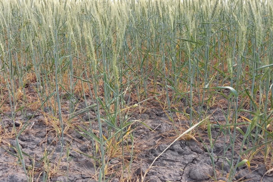Lote de trigo con d&eacute;ficit h&iacute;drico, en la zona Norte de la provincia.