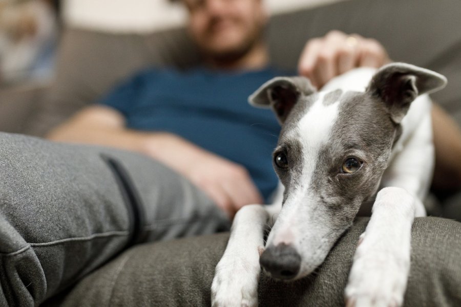 Advierten que las restricciones de animales en los alquileres promueve el abandono.
