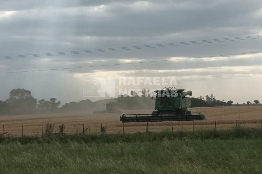Cosechadoras a full, en la zona de San Vicente, trillando trigo.