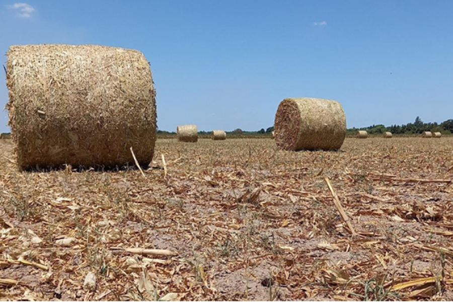En algunos sitios los productores hicieron rollos con el ma&iacute;z de primera.