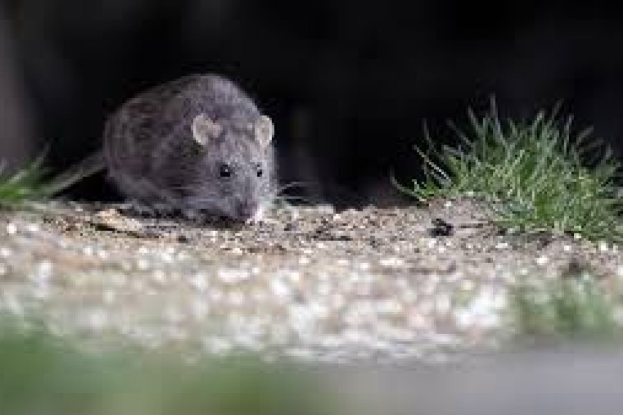 El hantavirus es transmitido por v&iacute;a inhalatoria a trav&eacute;s de algunas especies de roedores