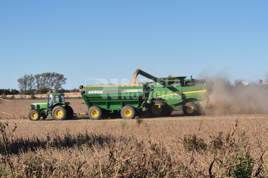 Mientras se planifica la campa&ntilde;a de trigo, contin&uacute;a la cosecha gruesa en campos de Rafaela: imagen del domingo, en un lote de autopista 34 y RP 70.