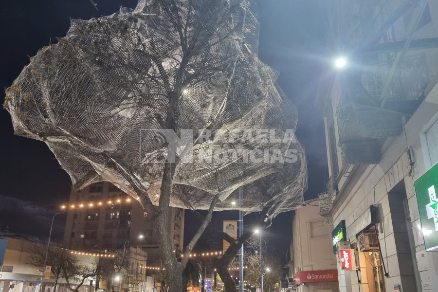 Uno de los &aacute;rboles intervenidos en en centro.