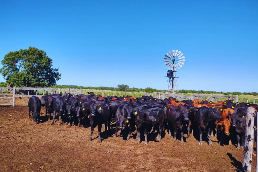 Consideraciones importantes para proteger al rodeo bovino.