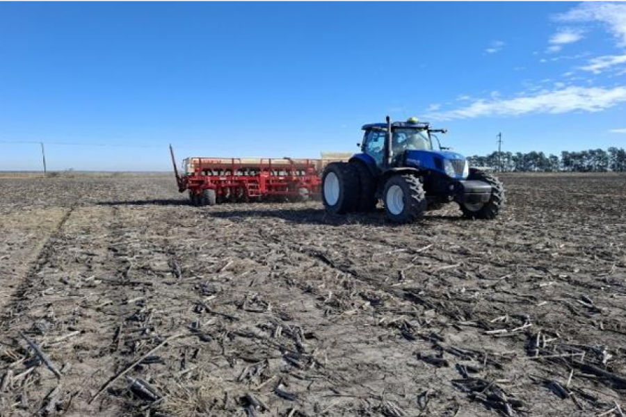 Lote con rastrojo de soja temprana; en pleno proceso de siembra de trigo.