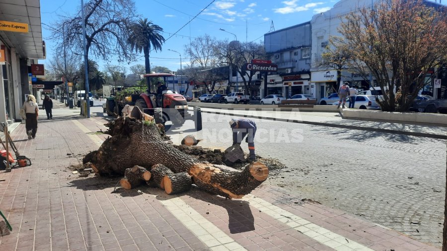 Empleados municipales se encargaron de la extracci&oacute;n.