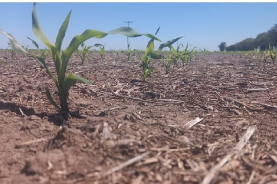 Lote con ma&iacute;z temprano (de primera); en pleno desarrollo vegetativo, con buena disponibilidad de agua &uacute;til,   en el centro del departamento Castellanos.