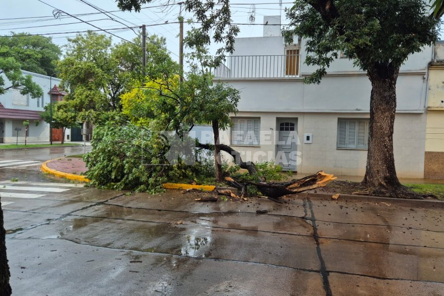 &Aacute;rbol ca&iacute;do en cervantes y Maip&uacute;