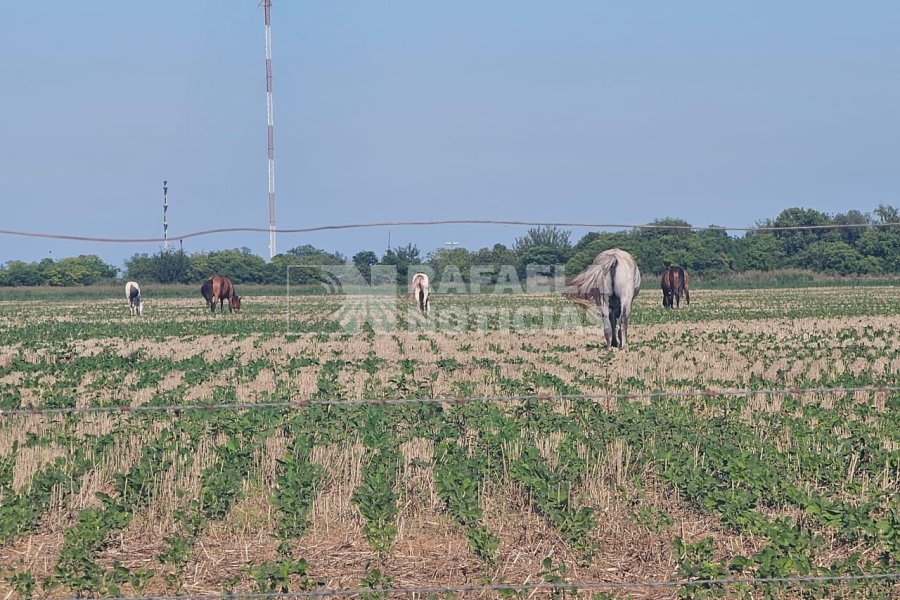 Caballos sueltos en zona productiva.