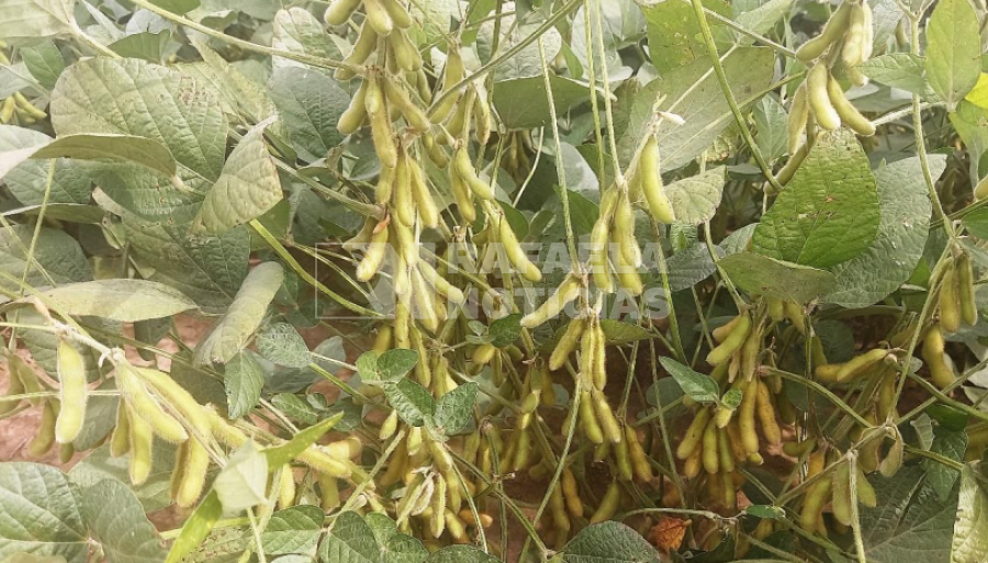 Lote con soja temprana (de primera), en R7 (comienzo de madurez), con muy buen estado, uniforme, en el centro oeste del departamento Castellanos